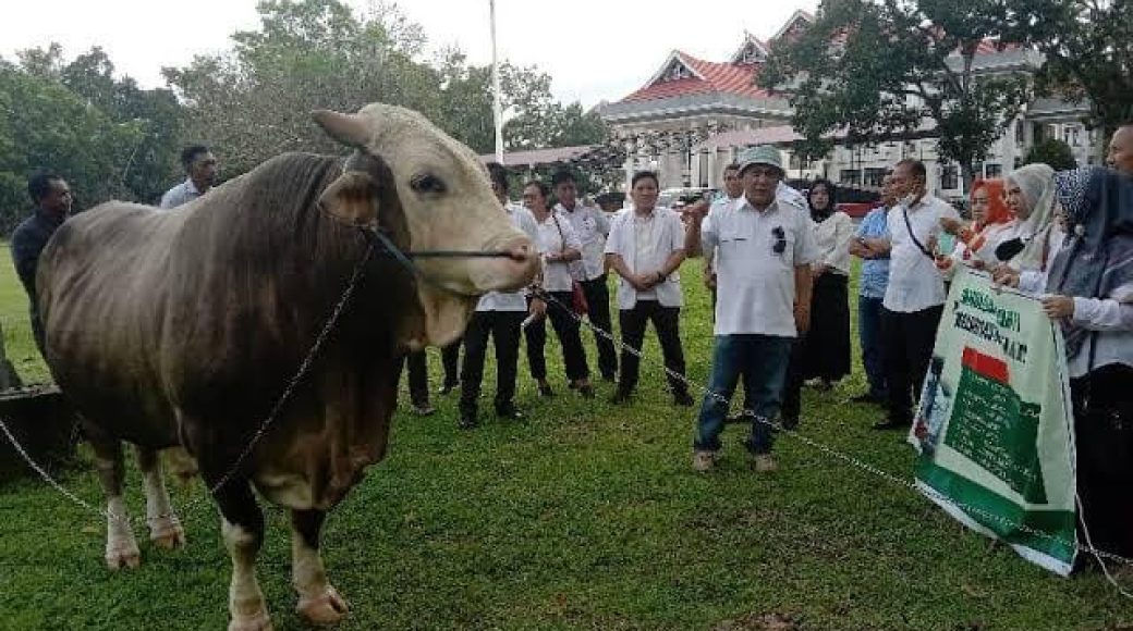 Sapi di Konawe Menjadi Pilihan Presiden RI