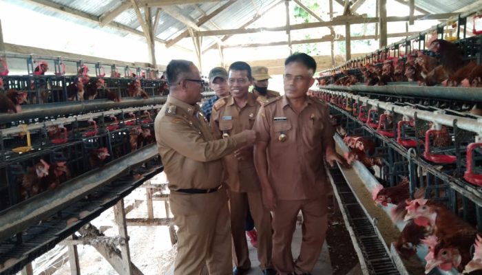 Bisnis Ayam Petelur Menjanjikan, Dr Bahri Beri Dukungan Bantuan Bibit