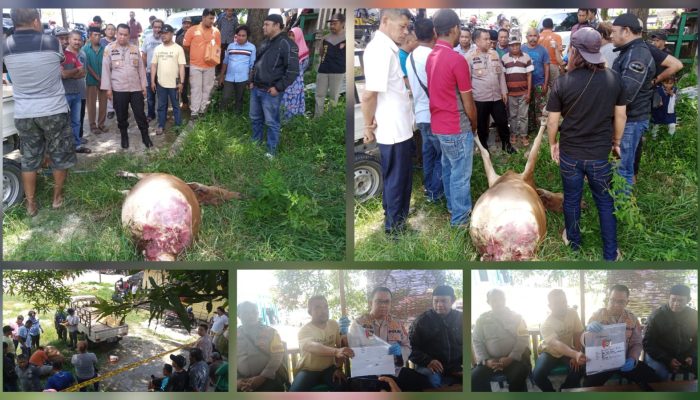 Polisi Ringkus Terduga Pelaku Pencurian Sapi di Muna