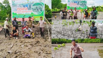 2000 Mangrove Ditanam Membentuk Pulau Muna di Pesisir Laut Labone