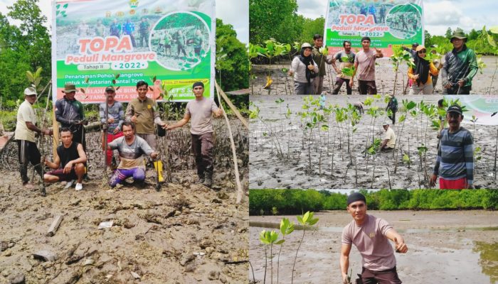 2000 Mangrove Ditanam Membentuk Pulau Muna di Pesisir Laut Labone
