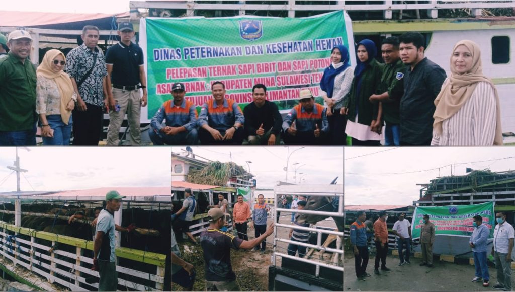 400 Ekor Sapi Lokal Dikirim ke Kaltim, Disnakkeswan Muna Jamin Kualitas dan Bebas PMK