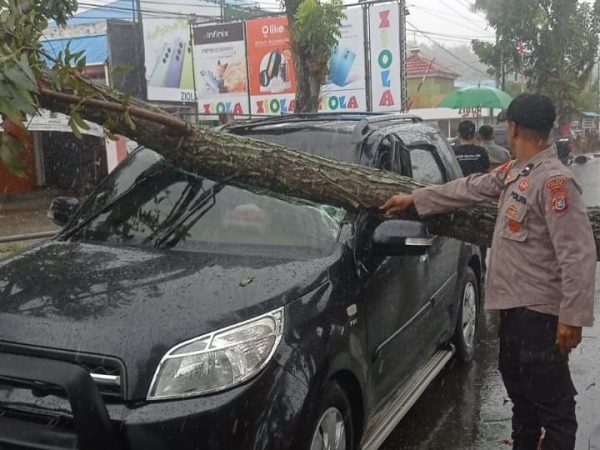 Akibat Cuaca Buruk, Satu Mobil Tertimpa Pohon Tumbang di Kolaka