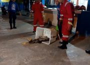Warga Lingkungan Batu Maali Kota Baubau Digegerkan dengan Munculnya Ular Sanca Kembang