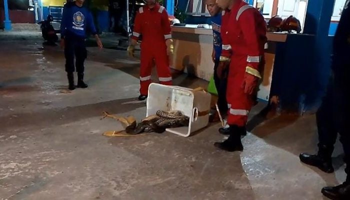 Warga Lingkungan Batu Maali Kota Baubau Digegerkan dengan Munculnya Ular Sanca Kembang