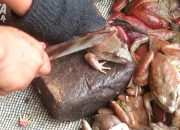 Video: PETA Mengungkap Kekejaman Mengerikan di Industri Paha Kodok