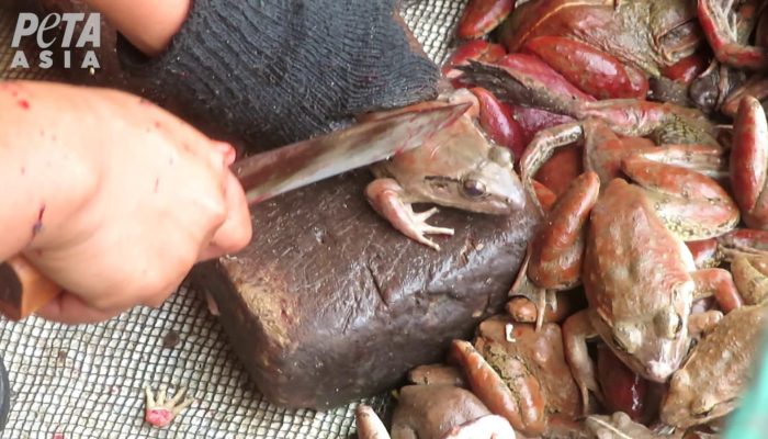 Video: PETA Mengungkap Kekejaman Mengerikan di Industri Paha Kodok