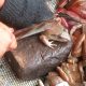 Daging Kodok