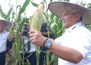 Pj Gubernur Sultra dan Pj Bupati Konawe Hadiri Pesta Panen Raya Tanaman Holtikultura