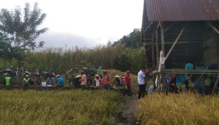 Dinas Pertanian Konkep, Monitoring Dengarkan Kendala Para Petani Padi