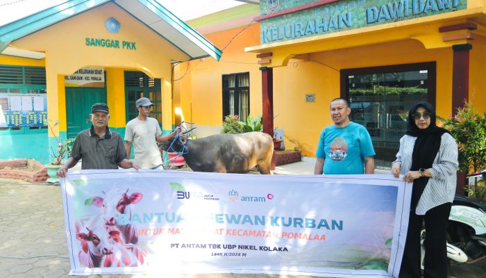 Rayakan Idul Adha 1445 H, ANTAM Salurkan 11 Ekor Sapi Kurban Untuk Masyarakat Pomalaa dan Kolaka
