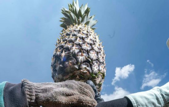Green Mining PT Vale Jadi Pusat Vokasi Hilirisasi Indonesia Timur