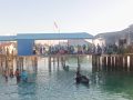 Semarak HUT RI ke-80, Pemdes dan Mahasiswa KKN IAIN Kendari Gelar Beragam Lomba Positif