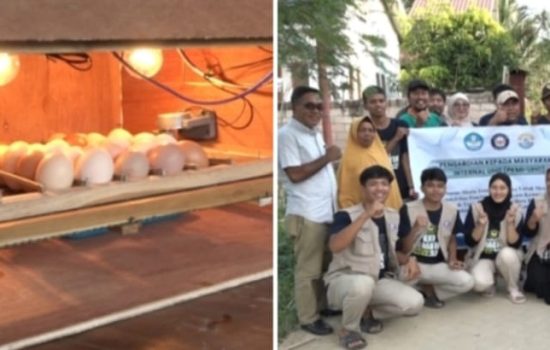 PKMI UHO Berhasil Terapkan Teknologi Mesin Tetas Ayam Kampung di Kelurahan Wundumbatu