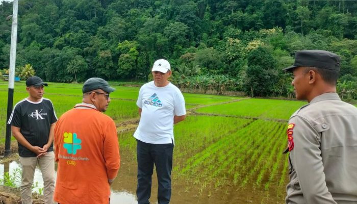 Normalisasi Saluran Irigasi Jadi Prioritas Usai Banjir di Persawahan Baubau