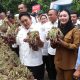 Komisi IV DPR RI dan Bulog Kunjungi Sentra Bawang Merah Brebes, Dorong Peluang Ekspor