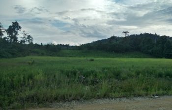 Diserang Hama Tikus, Petani Sawah di Desa Ronta Terancam Gagal Panen