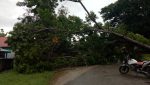 Pohon Tumbang Menutup Akses Jalan Akibat Angin Kencang