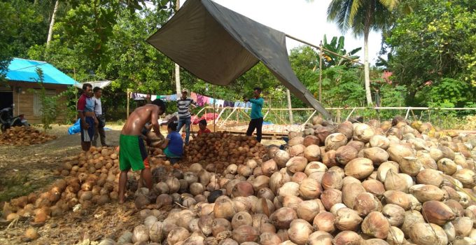 Beralih ke Kopra Putih, Masyarakat Butuh Alat Pengering