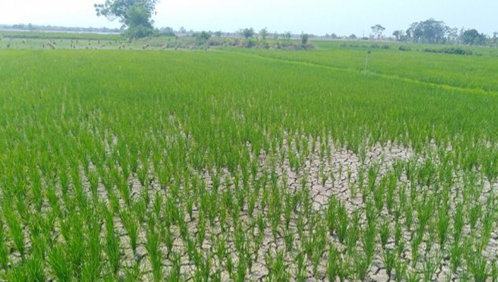 Lahan Pertanian Indonesia Mengkhawatirkan!!