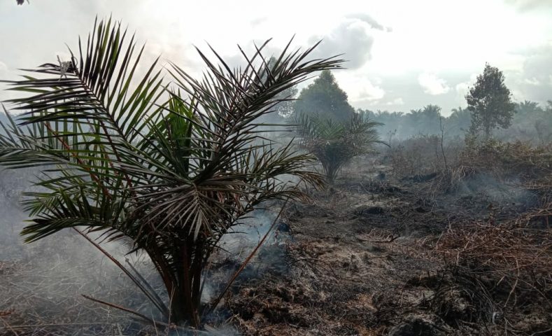 1,5 Hektar  lahan Sawit di Desa Selok Aceh Hangus Terbakar