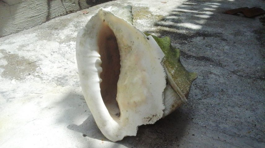 Menjejaki Potensi dan Bahan Baku Souvenir Kerang Laut di Pesisir Batangmata