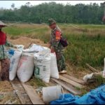 Babinsa Kodim Kendari Pantau Perkembangan Tanaman Padi
