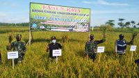 Hasil Panen Biotani Binaan Kodim 1417 Kendari Meningkat