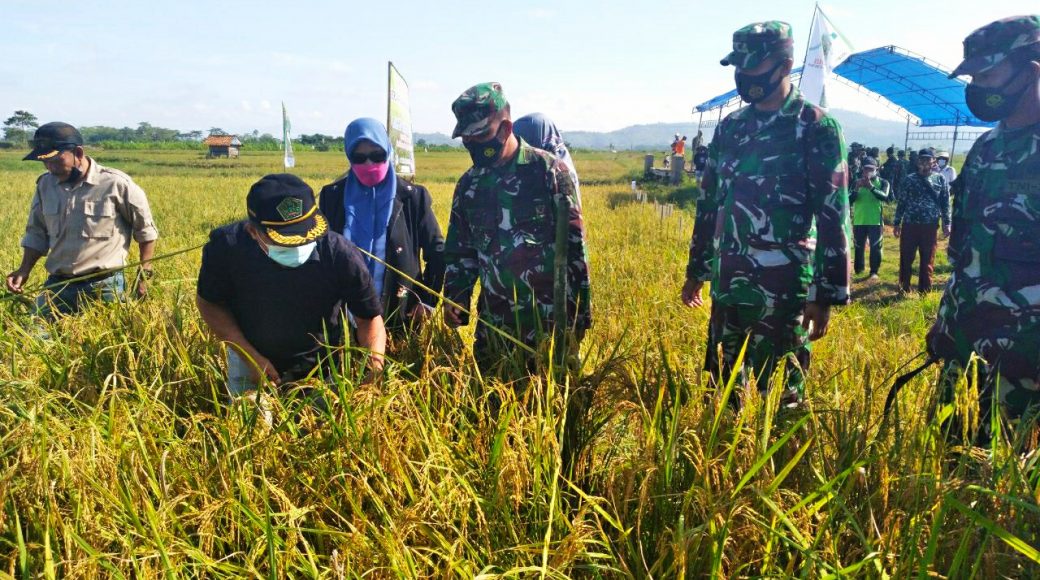 Hasil Panen Biotani Binaan Kodim 1417 Kendari Meningkat