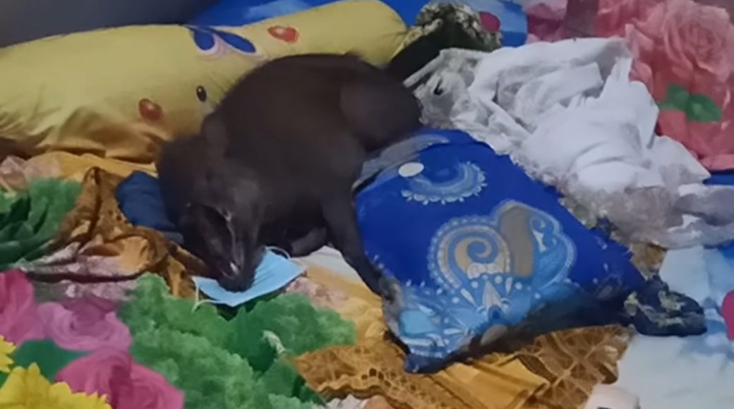 Video: Babi Pakai Masker Ditemukan Tidur di Ranjang RM di Konut