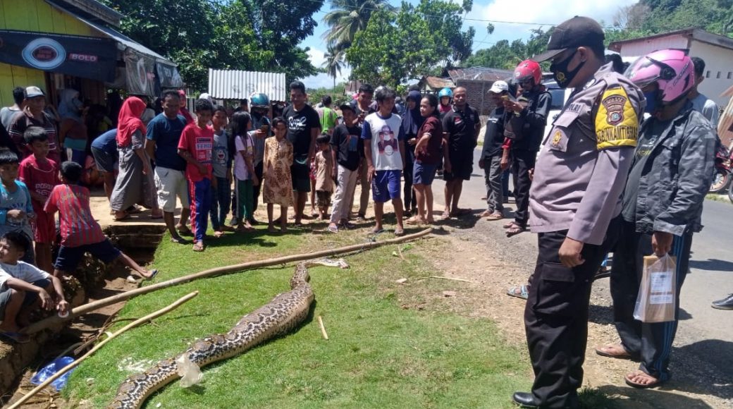 Telan Anak Sapi, Piton 5 Meter Diarak Warga