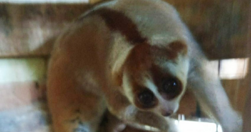 BKSDA Jakarta Translokasikan 7 ekor Primata Dilindungi ke PPS Alobi Binaan BKSDA Sumsel