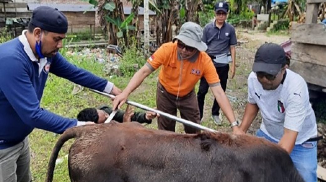 Tim Dosen PPs UHO Teliti Karakterisasi Performans Persilangan Anak Sapi Bali dengan Pejantan Eksotik Koltim