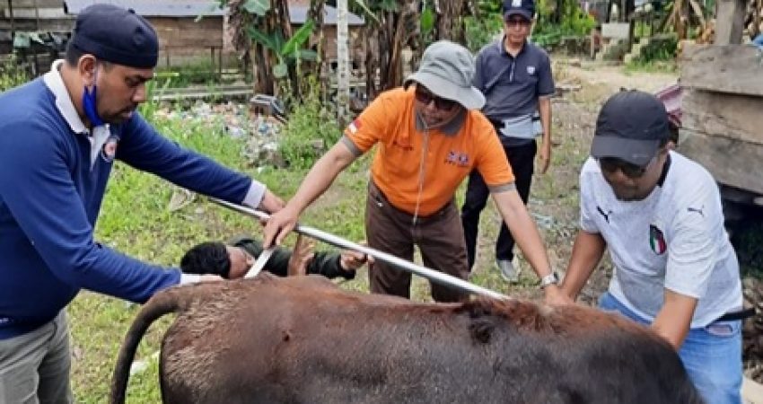 Tim Dosen PPs UHO Teliti Karakterisasi Performans Persilangan Anak Sapi Bali dengan Pejantan Eksotik Koltim