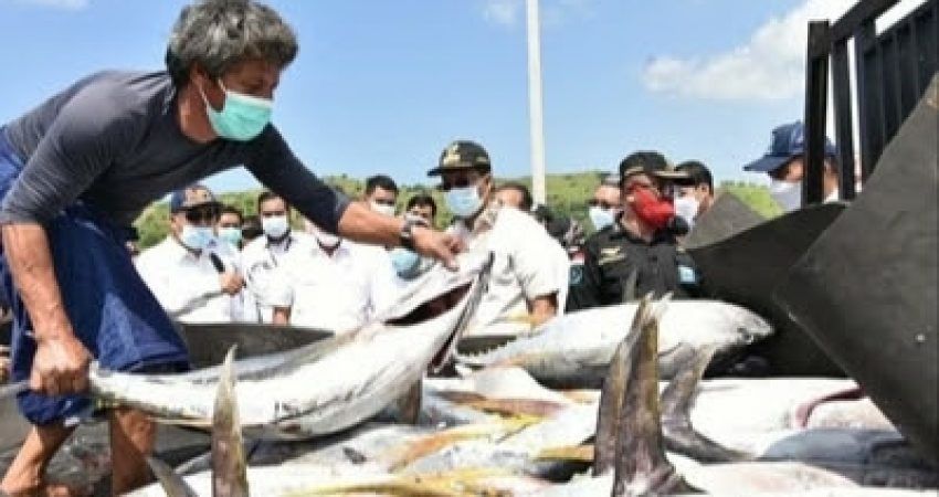 Tender Kuota Lelang Ikan: Ambisi Oligarki Kuasai Laut Indonesia