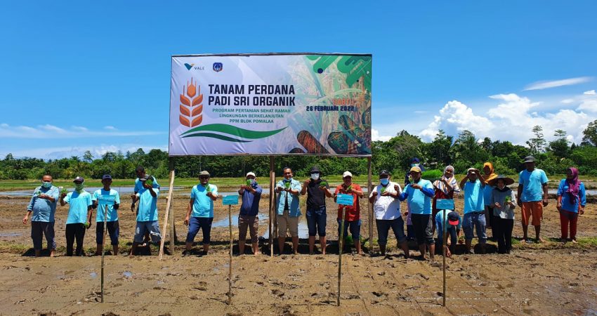 Bupati Kolaka Apresiasi PT Vale Tanam Perdana Padi SRI Organik
