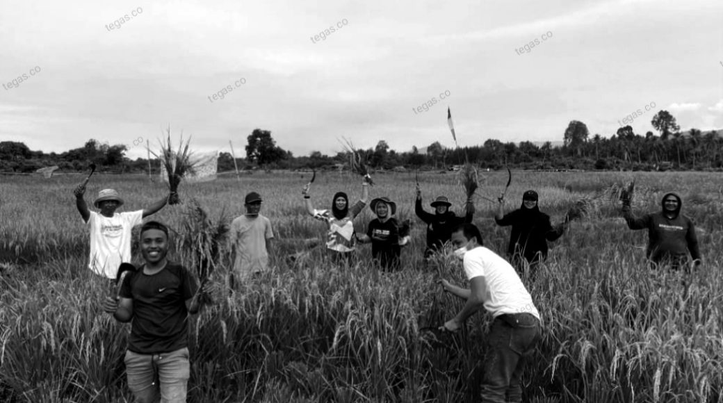 Merawat Keberlanjutan Masa Depan, PT Vale Panen Perdana SRI Organik di Blok Bahodopi