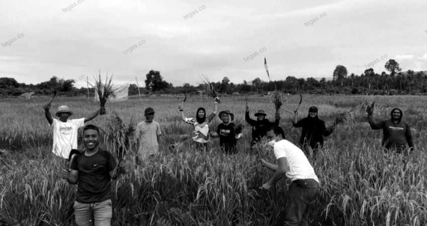 Merawat Keberlanjutan Masa Depan, PT Vale Panen Perdana SRI Organik di Blok Bahodopi