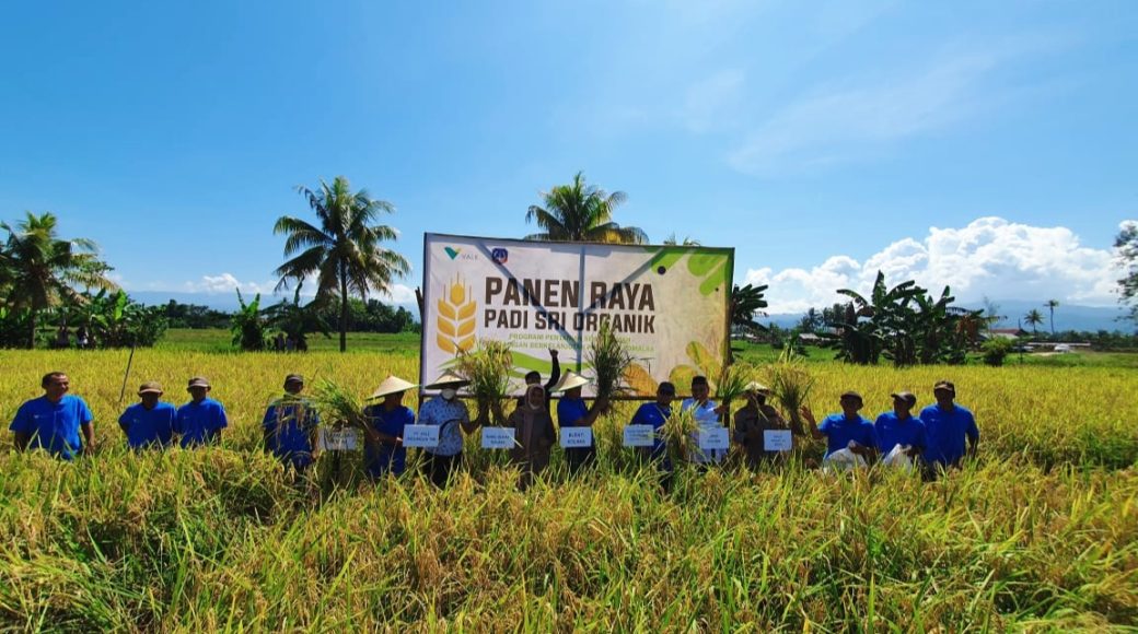 SRI Organik PT Vale, Harapan Baru Pertanian Produktif dan Ramah Lingkungan di Pomalaa