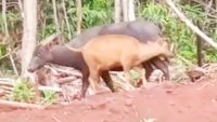 Anoa Hewan Tergolong Fauna Nampak di Routa