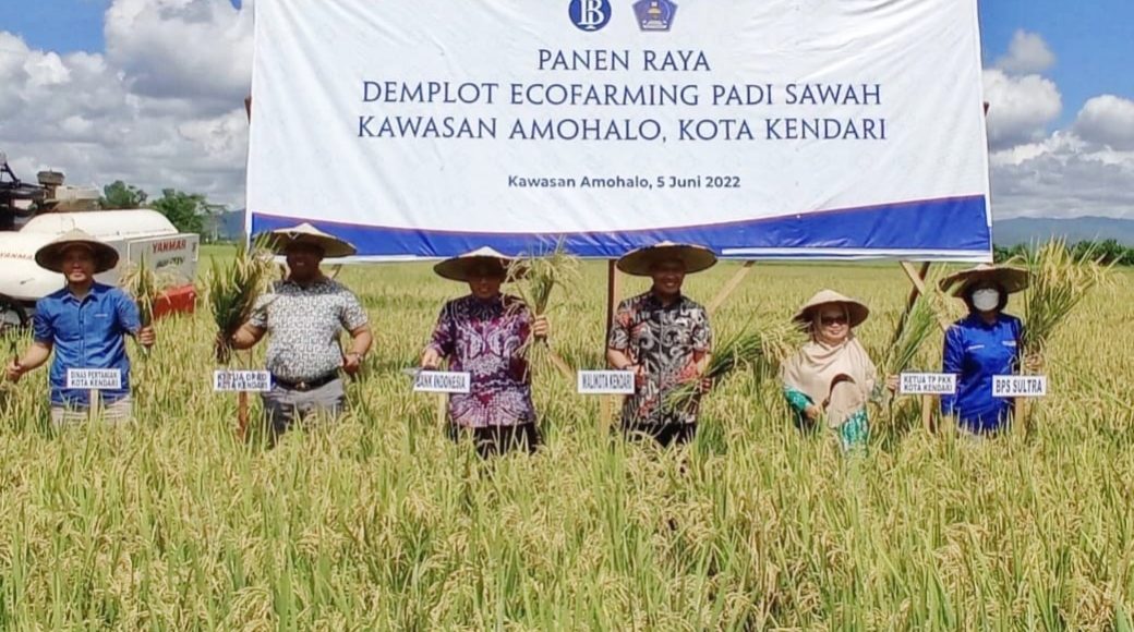 Wali Kota Kendari-BI Sultra Panen Raya Padi Organik di Baruga