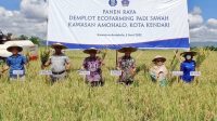 Wali Kota Kendari-BI Sultra Panen Raya Padi Organik di Baruga