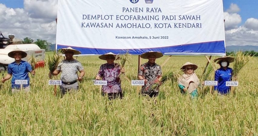 Wali Kota Kendari-BI Sultra Panen Raya Padi Organik di Baruga
