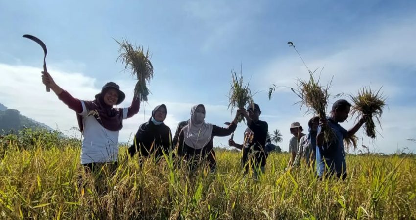 Petani Binaan PT Vale Kembali Panen Beras SRI Organik