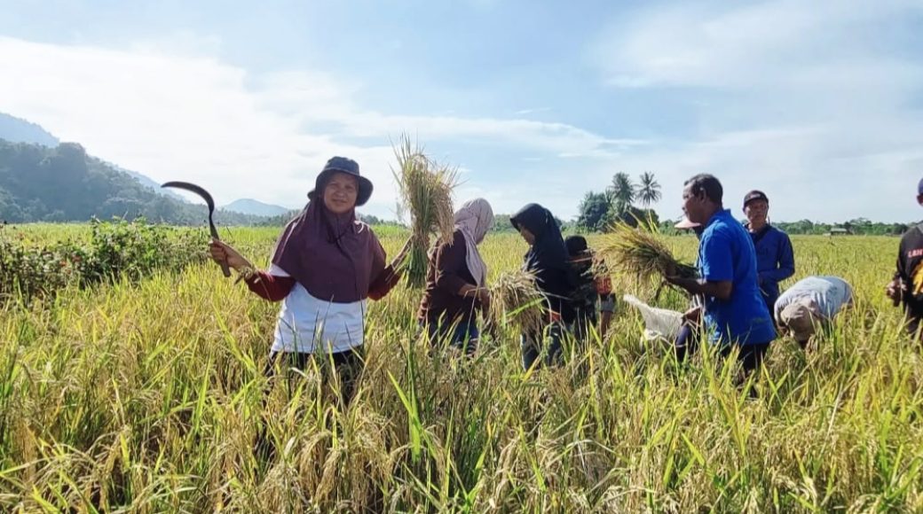 Petani Binaan PT Vale Kembali Panen Beras SRI Organik