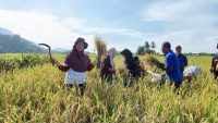 Petani Binaan PT Vale Kembali Panen Beras SRI Organik