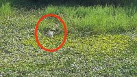 Buaya Berukuran Besar di Tengah Pemukiman, Hebohkan Warga Muna