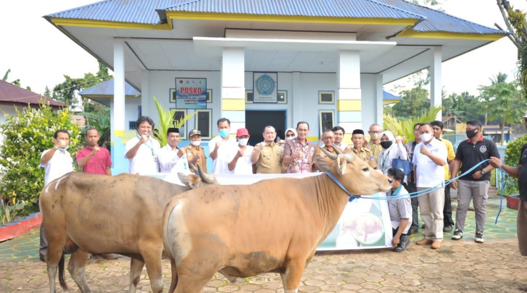 ANTAM UBPN Kolaka Serahkan Sapi Kurban ke Desa/Kelurahan se Kecamatan Pomalaa