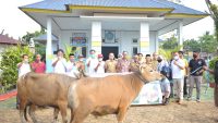 ANTAM UBPN Kolaka Serahkan Sapi Kurban ke Desa/Kelurahan se Kecamatan Pomalaa