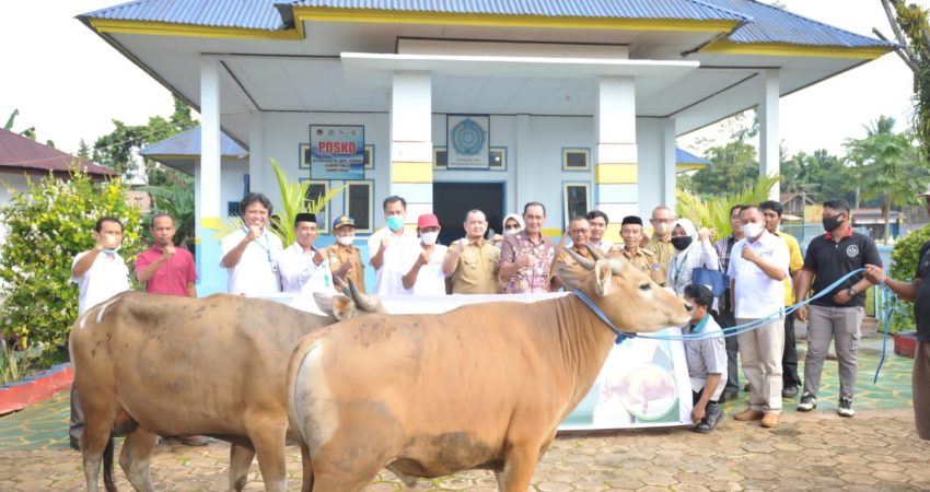 ANTAM UBPN Kolaka Serahkan Sapi Kurban ke Desa/Kelurahan se Kecamatan Pomalaa